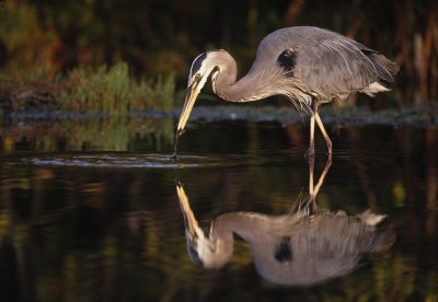 Great Blue Heron3-Florida