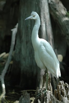 Juvenile Little Blue Heron-Florida