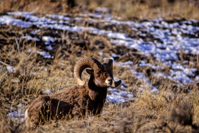 Big Horn Sheep-Wyoming