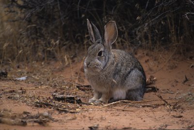 Bunny-Arches National Park