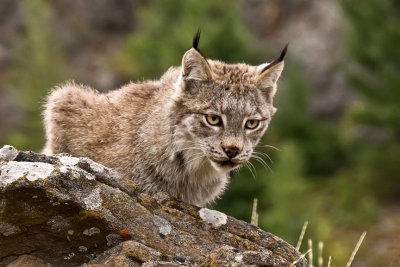 Canadian Lynx-Montana