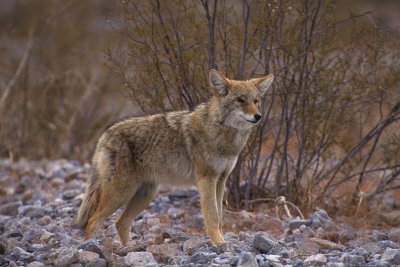 Coyote-Death Valley