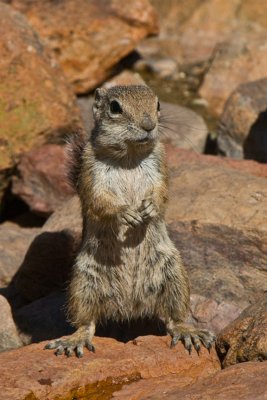 Miscellaneous Animals