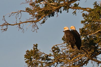 Bald Eagles-Alaska