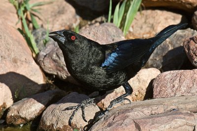 Cowbird-Arizona