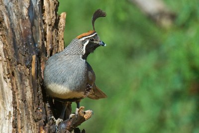 Gamble's Quail-Arizona