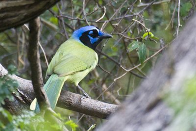Green Jay-Texas