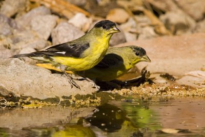 Lesser Goldfinch-Arizona