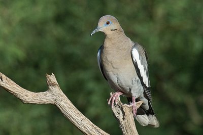 White Winged Dove-Arizona