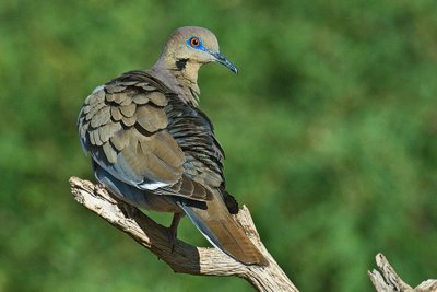 White Winged Dove-Arizona