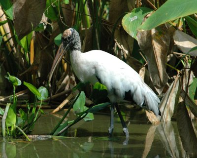 Various Water Birds