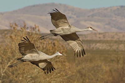 Sandhill Crane-New Mexico