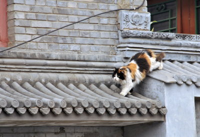 Beijing acrobat