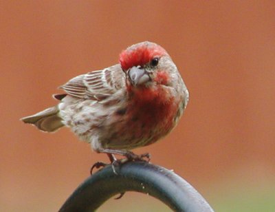 Red Poll