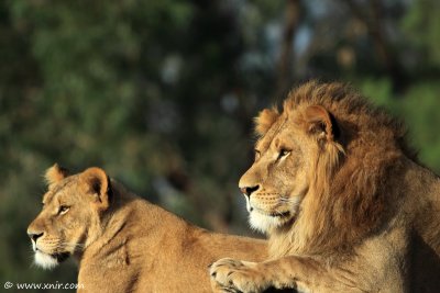 Lions siesta