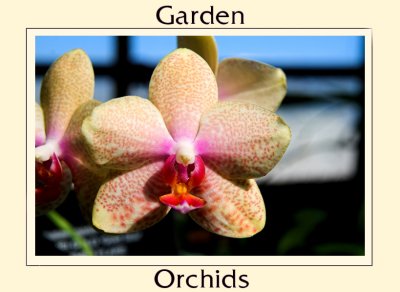 From orchid garden