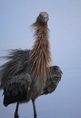 Reddish Egret