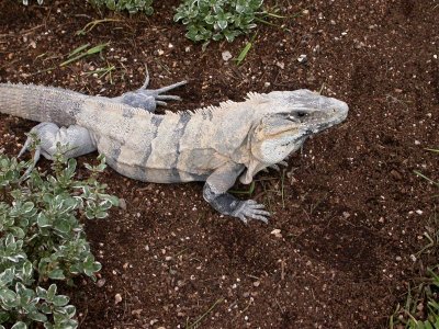 Iguana 2