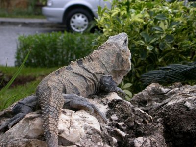 Iguana 3