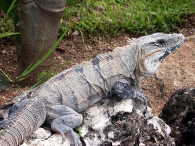 Iguana 4