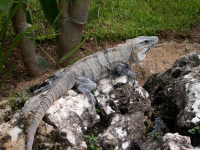 Iguana 5