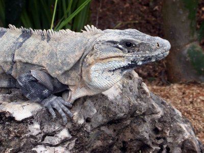 Iguana 6