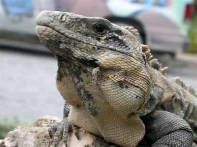 Iguana 7