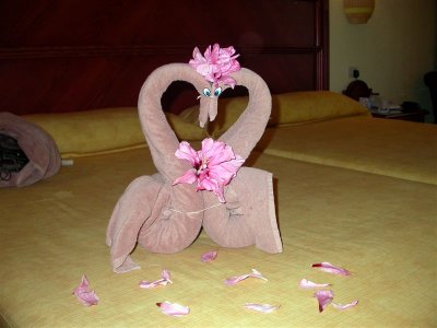 Swans