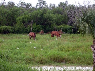 Horses