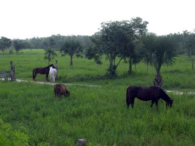 Horses 2