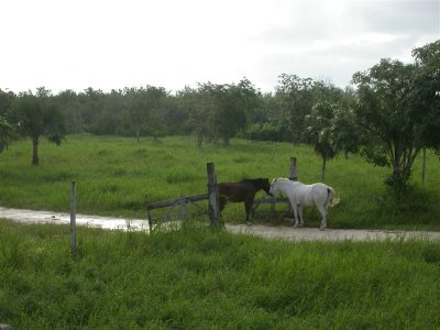 Horses 3
