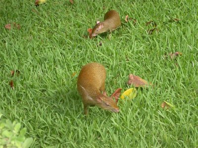 Agouti's