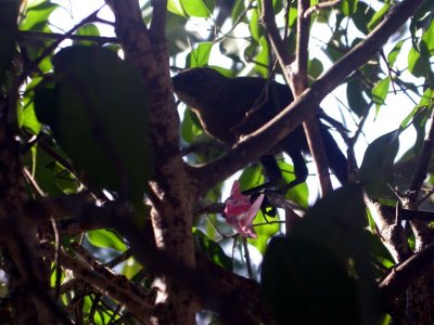 Bird w/ Sweet and Low Pkg. (eats it)