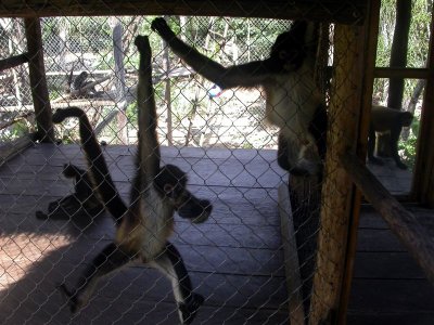 enclosure