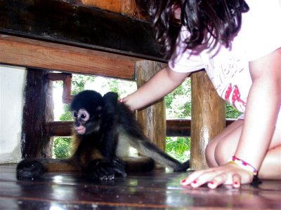 Monkey business 3