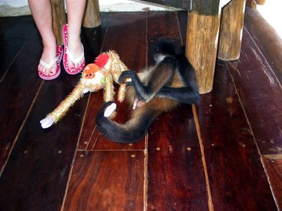 Maya w/toy