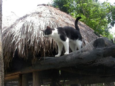 Resident cat 2