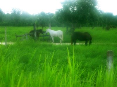 Early AM Horses