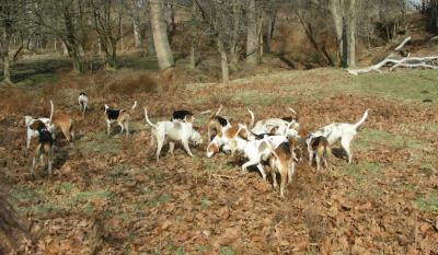 Hunting from Steckel Farm December 17th