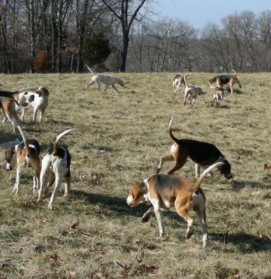Hunting December 21st Kennels to Billy Busch's