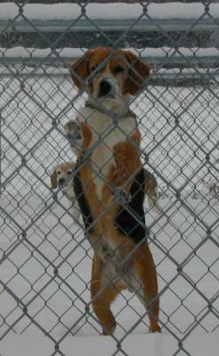 MHF Beagles past