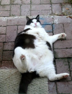 Big Fat Figaro