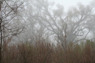 the morning fog