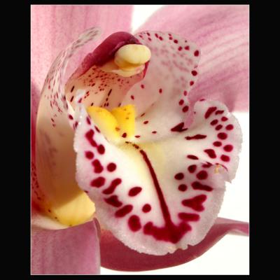 05.02.2006 ... Orchid Heart