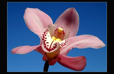 05.02.2006 ... Orchid against blue sky!!!