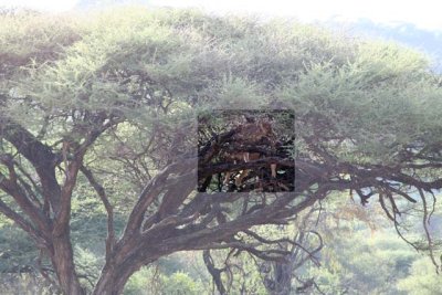 Lake Manyara lion on the tree