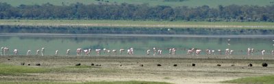 Ngorongoro flamingos