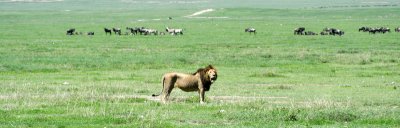 Ngorongoro lion