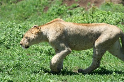 Ngorongoro young lion