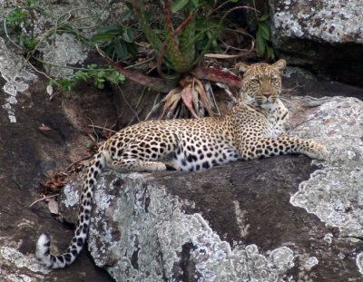 Serengeti leopard